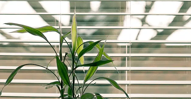 What Are Types of Low-E Glazing?