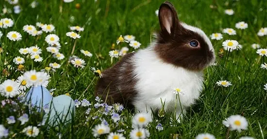 Easter Events in Sacramento Area 2019