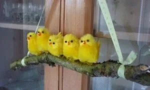 Easter Chicks