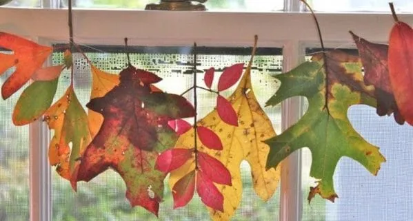 cascades of leaves