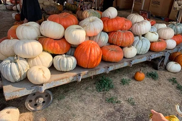 Zittel Farms Folsom